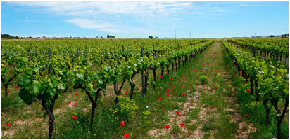 digitalizacion_sector_agroalimentario