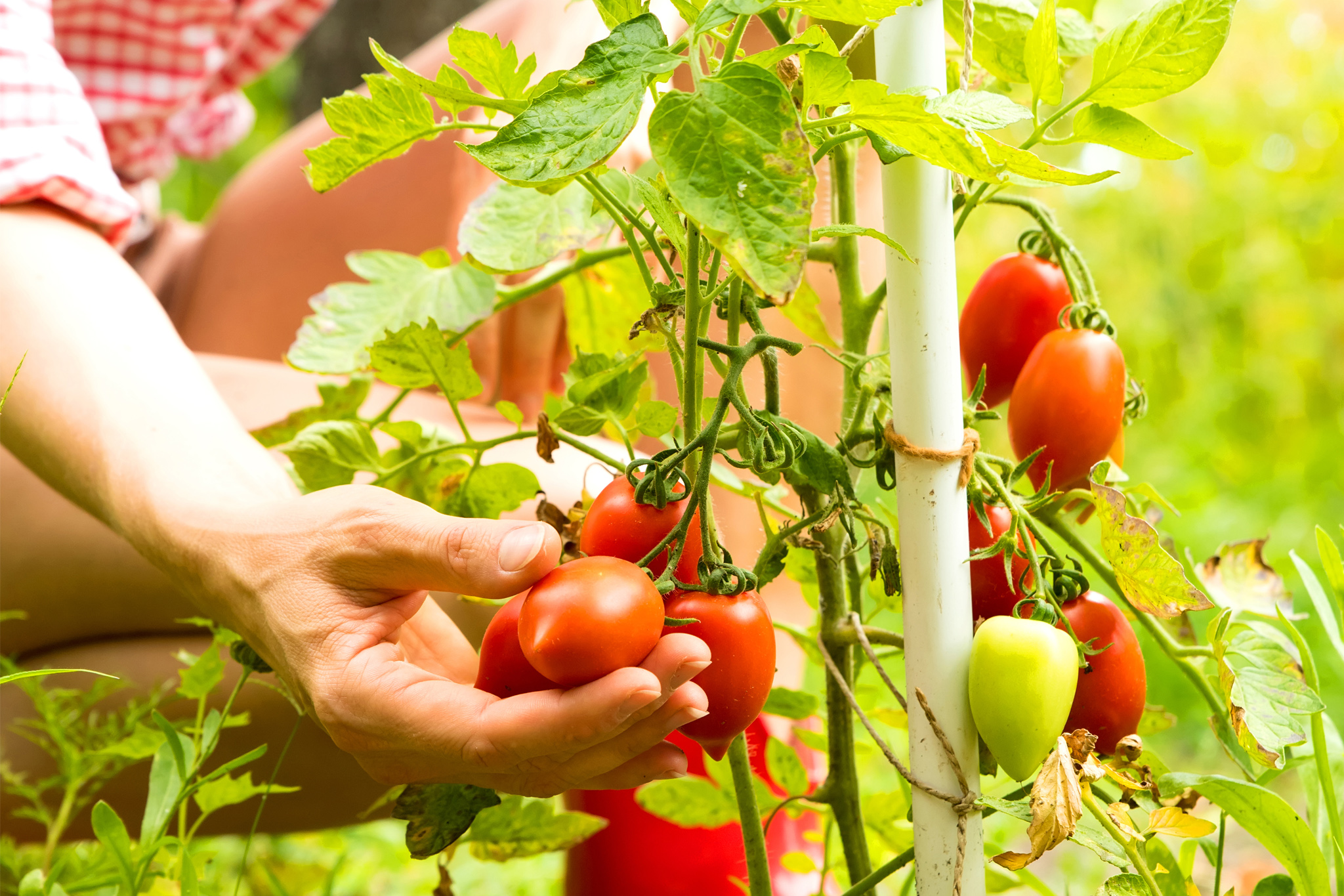 actualidad_noticias2 Foto de unas manos de mujer recolectando tomates de una tomatera