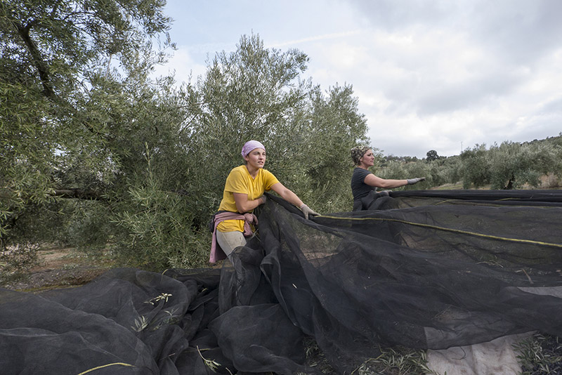 Fuensanta,,Jaén,,Spain,,February,2017:,Two,Young,Local,Women,Pull Foto de dos mujeres trabajando en un olivar