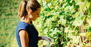 Happy,Young,Girl,Cutting,Grapes,At,Vineyard,In,Summer.,Woman