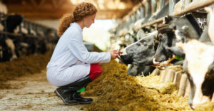 veterinaria_ganado Veterinaria revisando el estado de unas vacas