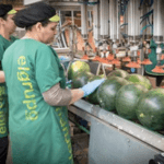 Foto de dos mujeres en una fábrica manipulando sandías.