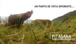 Granja PitaSana 2