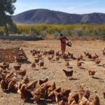 Foto mujer dando de comer a las gallinas