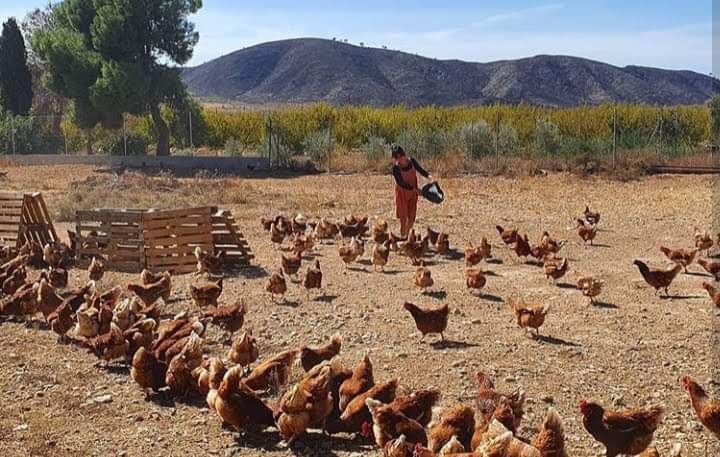imagen Foto mujer dando de comer a las gallinas