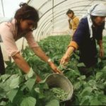 Foto mujeres recolectando en huerta
