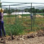 Foto de trabajadores montando invernaderos en un campo