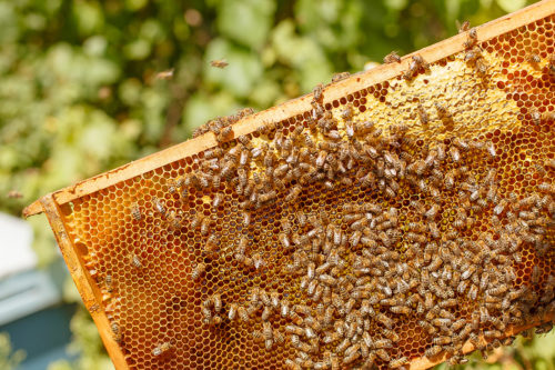 Foto de un panal de abejas