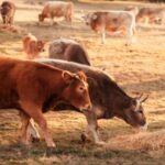 Foto de una ganadera