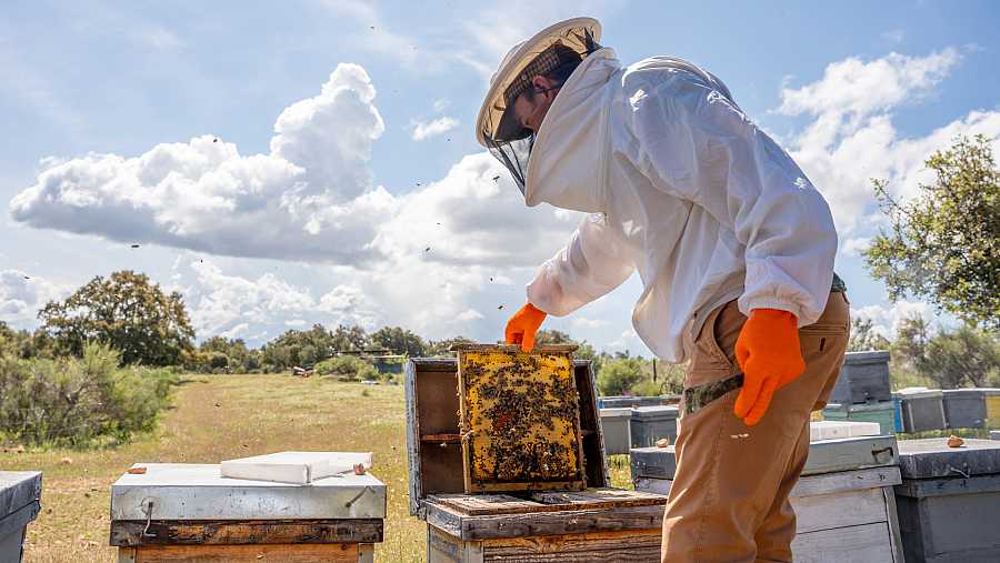 Apicultura y Cambio Climat TVE