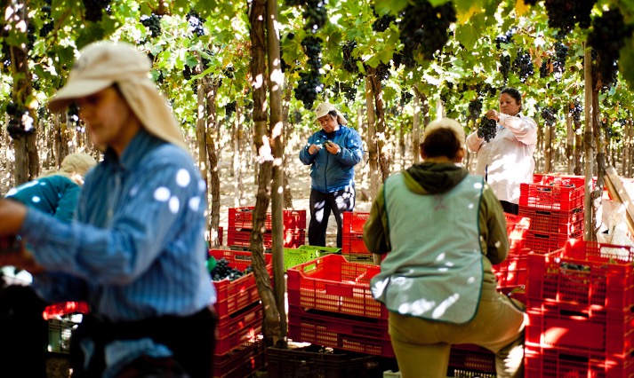 cooperativa agraria